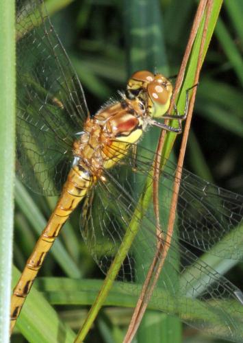 Sympetrum striolatum